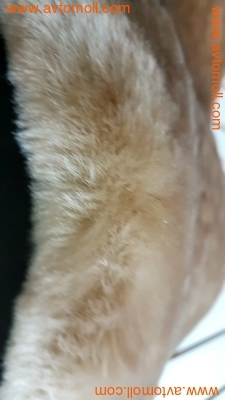         (,  1)
